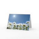 Field of Daisies cards