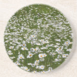 Field of Daisies Coaster