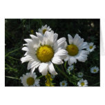 Field of Daisies Note Card Field of Daisies Note Card