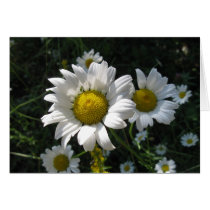 Field of Daisies Note Card