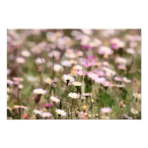 Field of Daisies Photo