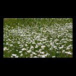 Field of Daisies Photo Print