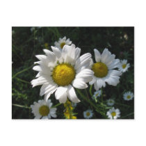 Field of Daisies Post Card postcards