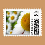 Field of Daisies Postage stamps