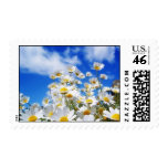 Field Of Daisies Stamps