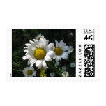 Field of Daisies Postage Stamp
