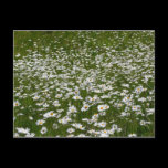 Field of Daisies Postcard