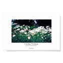 Field of Daisies posters
