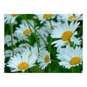 Field of Daisies posters