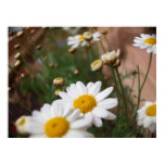 field of white daisies poster print