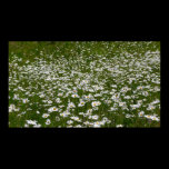 Field of Daisies Print