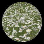 Field of Daisies Sticker