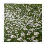 Field of Daisies Tile