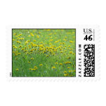 Field of Dandelions. Postage Stamps