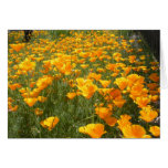Field of Dreams Cards