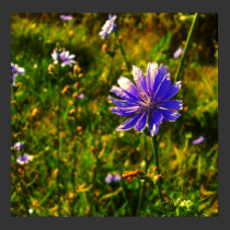 Field of Flower posters
