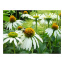 field of flowers and bee poster posters