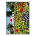 Field of Flowers cards by DChurch631 Field of Flowers cards