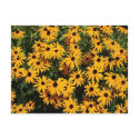 Field of Flowers postcards