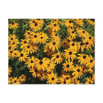 Field of Flowers postcards by OrrAbigail Field of Flowers postcards