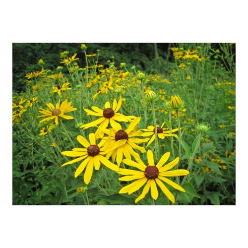 Field of Flowers print