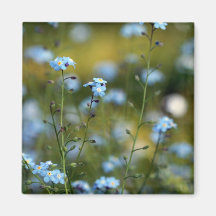 Field of Forget-Me-Not Flowers Refrigerator Magnets