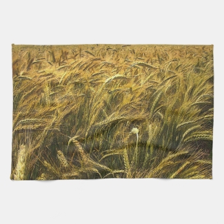 Field of Grain