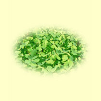 Field of green Clover leaves t-shirts