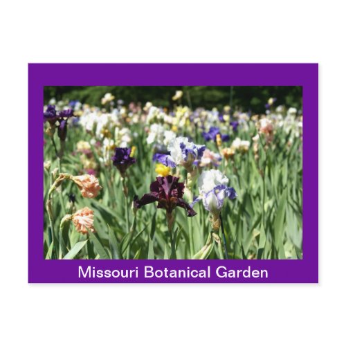 Field of Irises postcard
