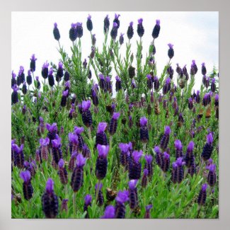 Field of Lavender 12 x 12 Poster