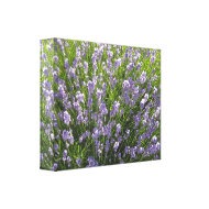 Field of Lavender wrappedcanvas