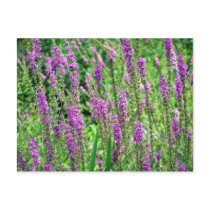 Field of Lavender postcards by dduhaime55 Field of Lavender postcards
