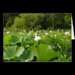 Field of Lotus Flowers Card