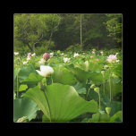 Field of Lotus Flowers Magnet