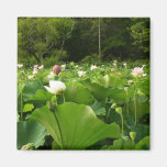 Field of Lotus Flowers Magnet