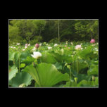 Field of Lotus Flowers Postcard