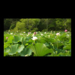 Field of Lotus Flowers Poster Print