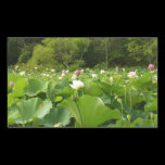 Field of Lotus Flowers Sticker
