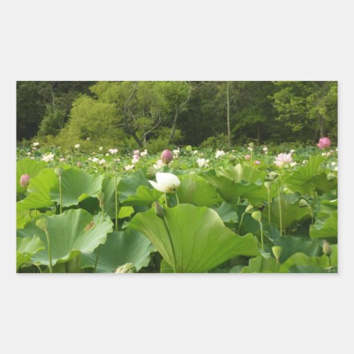 Field of Lotus Flowers Sticker