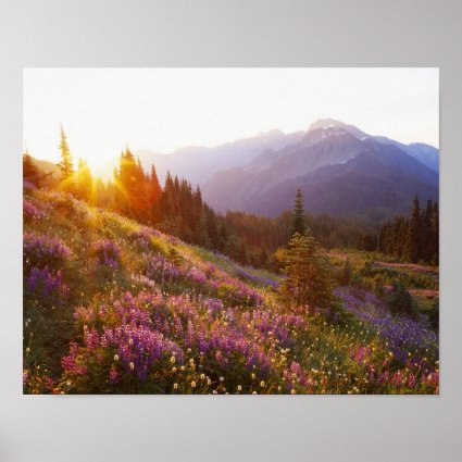 Field of lupine and Olympic Mountains at Poster