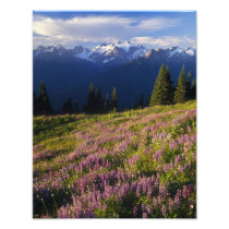 Field of lupine, Mt. Olympus, and clouds at