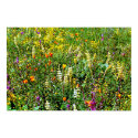 Field of Lupine posters by dma847 Field of Lupine posters