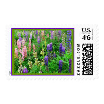 Field of Lupins postage