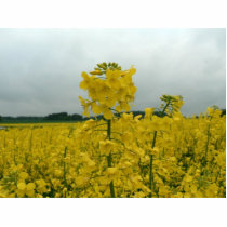 Field Of Oilseed Rape photo sculptures