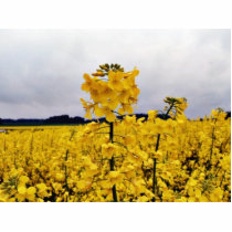 Field Of Oilseed Rape photo sculptures