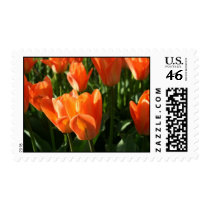 Field of Orange Tulips US Postage Stamp