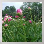 Field of Peonies / Pink Peony Poster Print