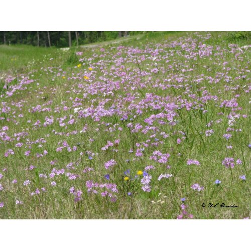 Field of Phlox print