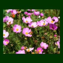 Field Of Pink Cosmos Flower Poster posters