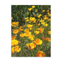 Field of Poppies Postcard by wingedturtle Field of Poppies Postcard